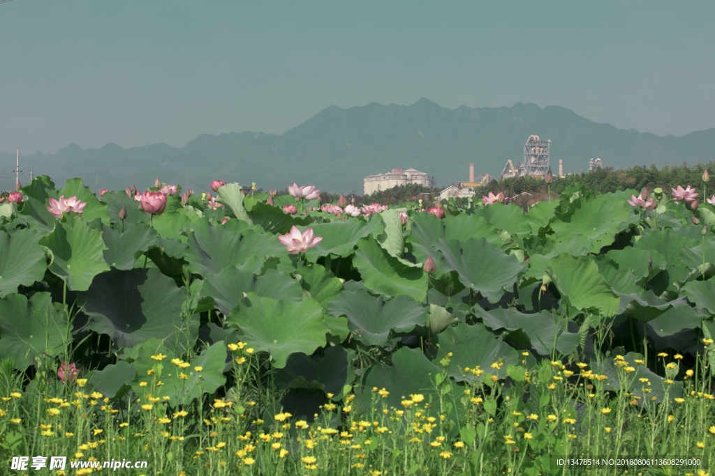 荷花