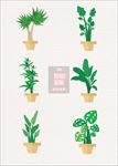 绿植盆栽