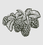 素描食物图片