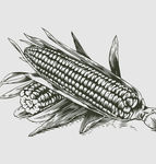 素描食物图片