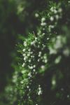 植物