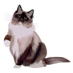 猫