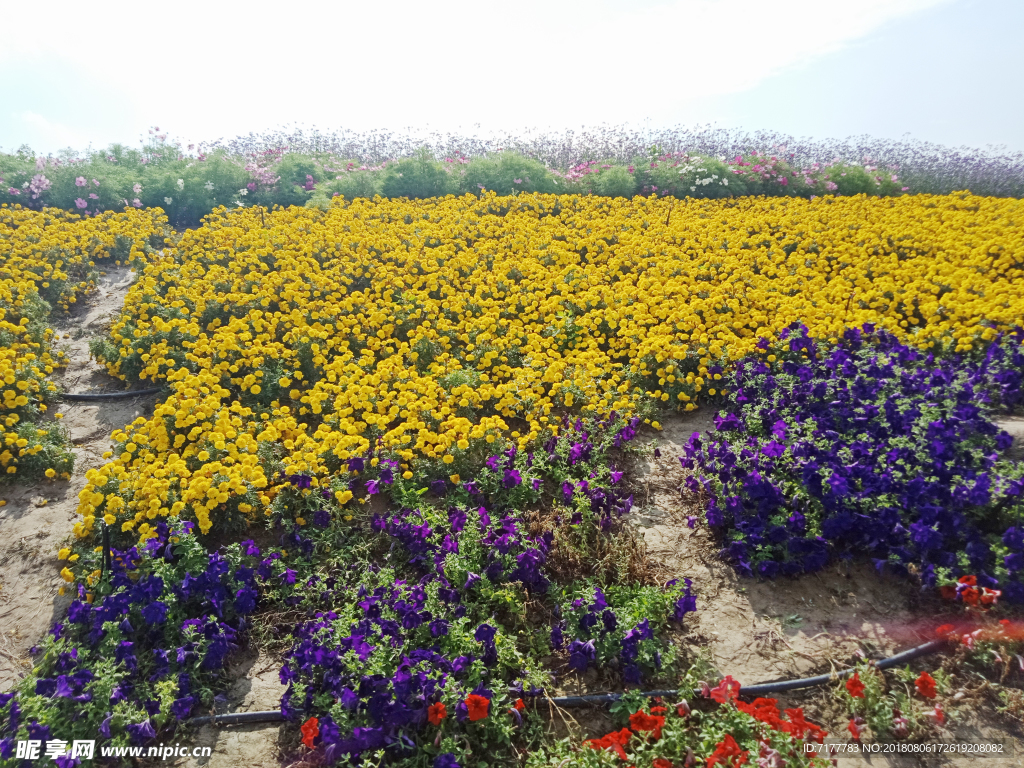 黄色的花