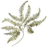 植物叶子