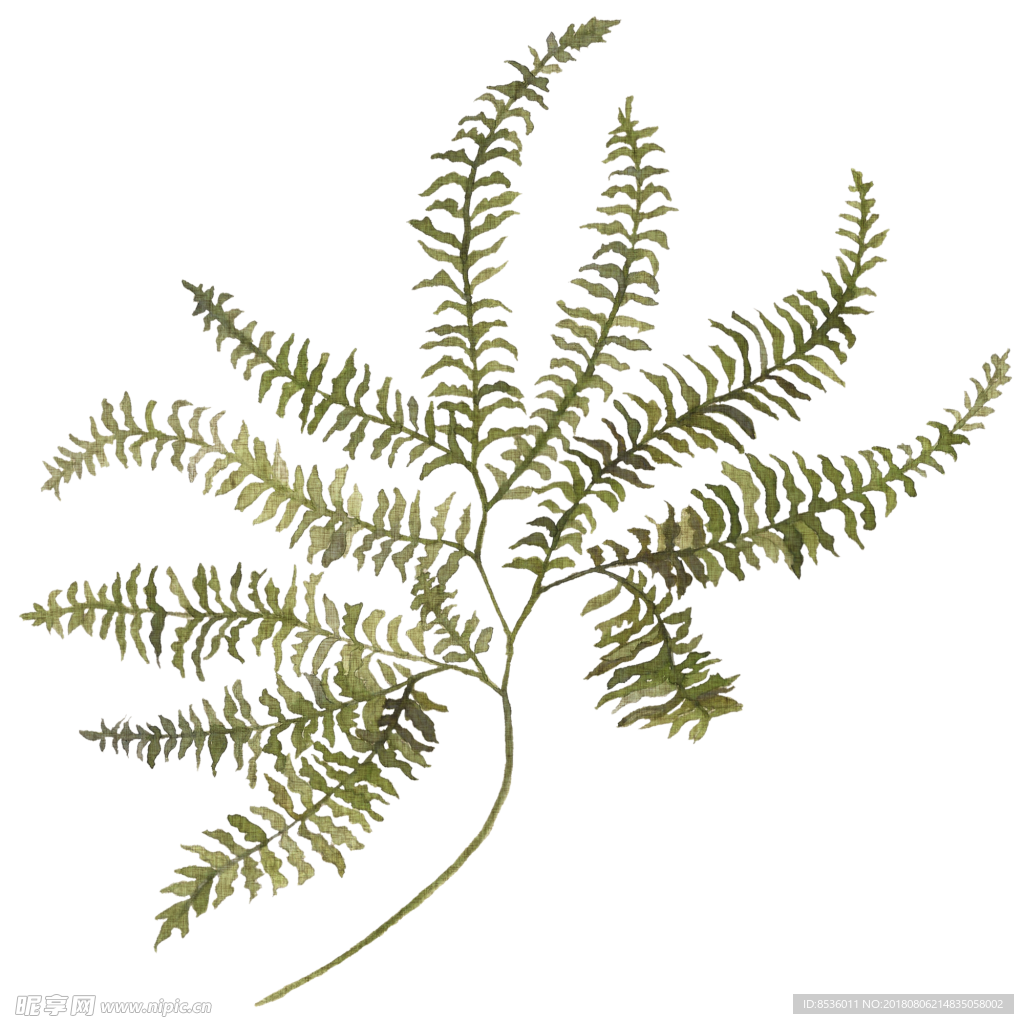 植物叶子