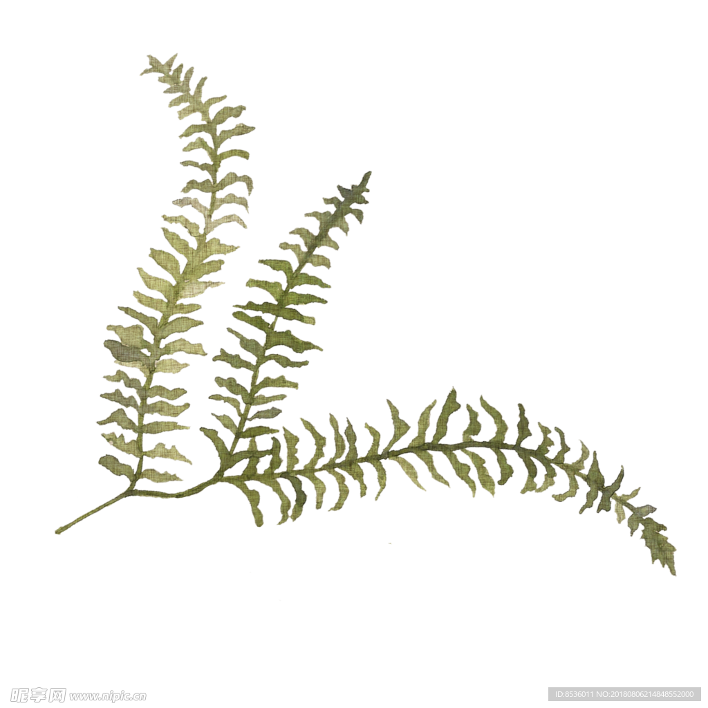 植物叶子