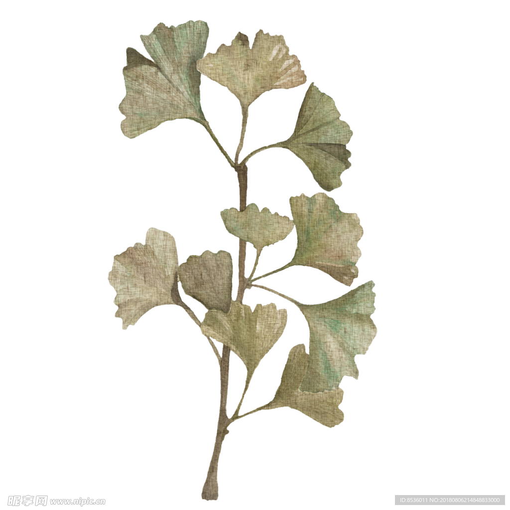 植物叶子
