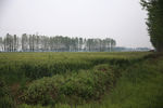 田间小麦