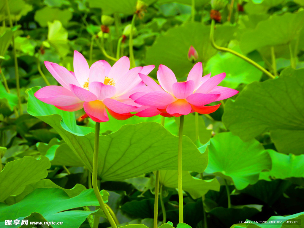 荷花