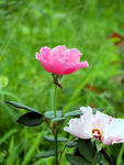 月季花