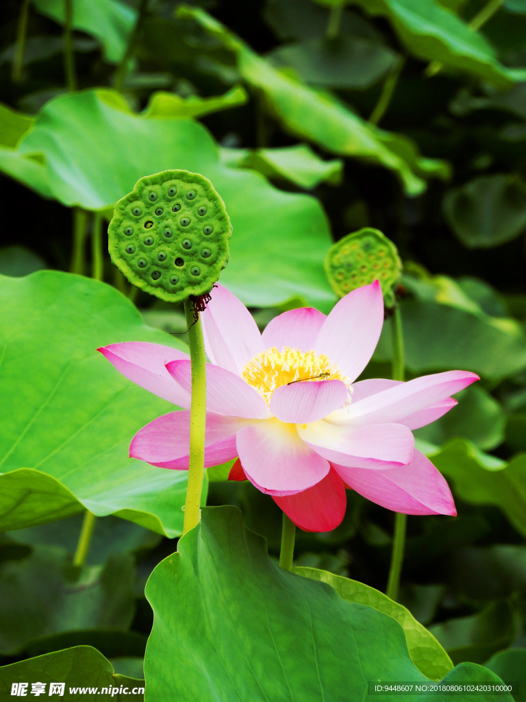 荷花