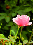 月季花