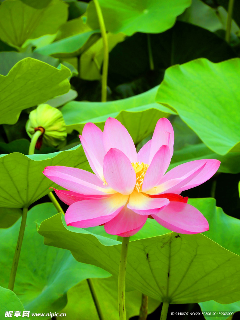 荷花