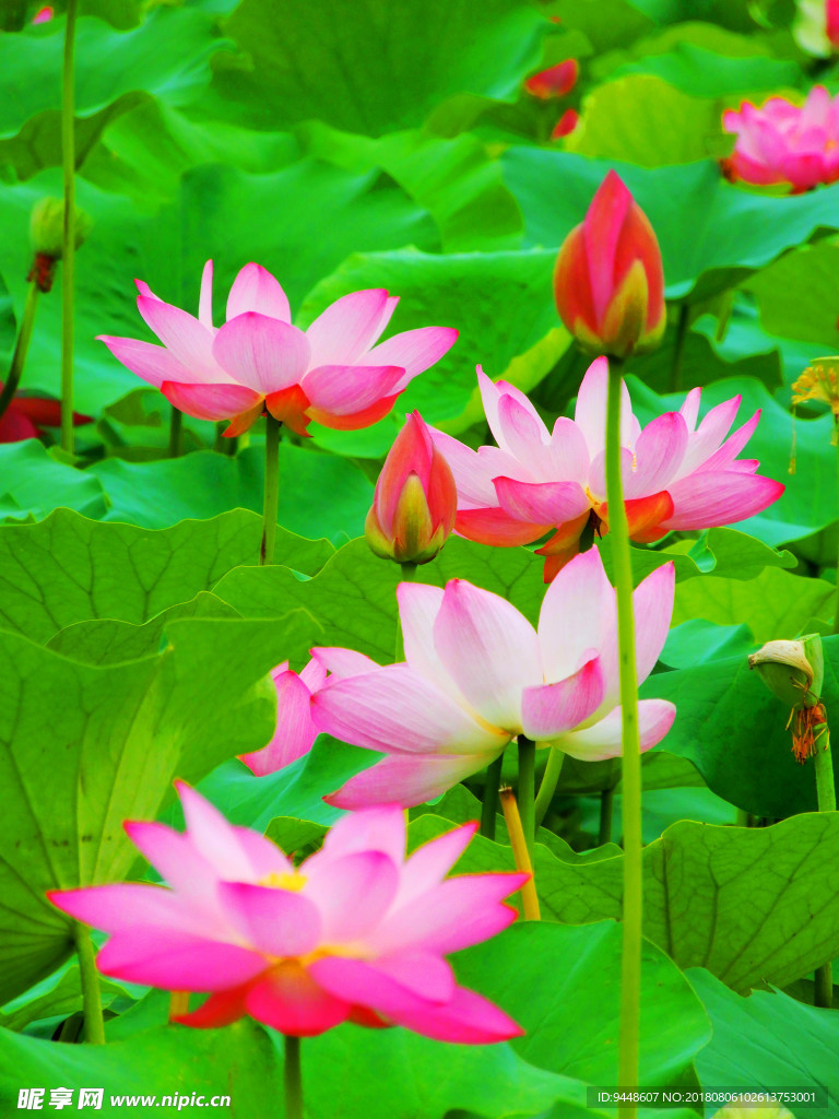 荷花