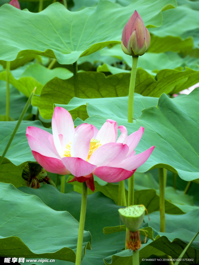 荷花