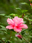 木槿花