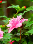 木槿花