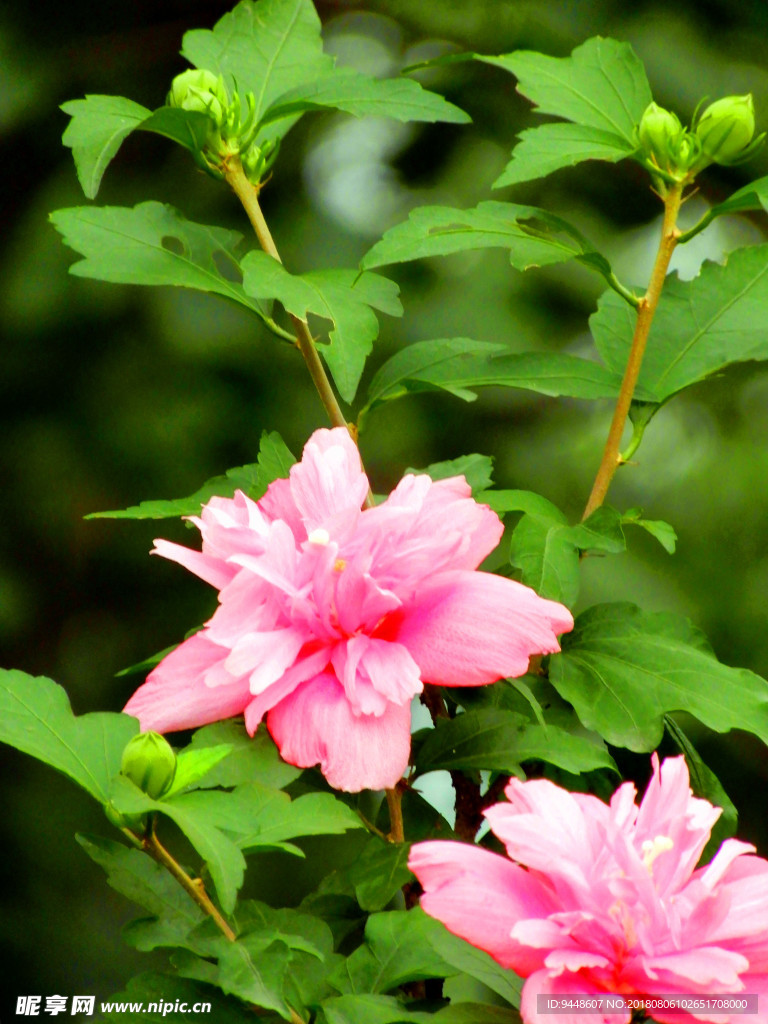 木槿花
