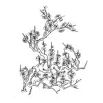 梅花