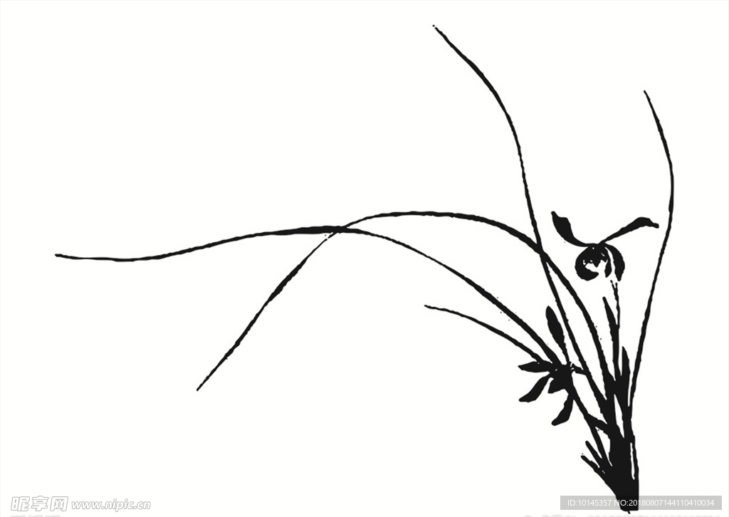 兰花
