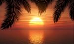 棕榈树夕阳背景