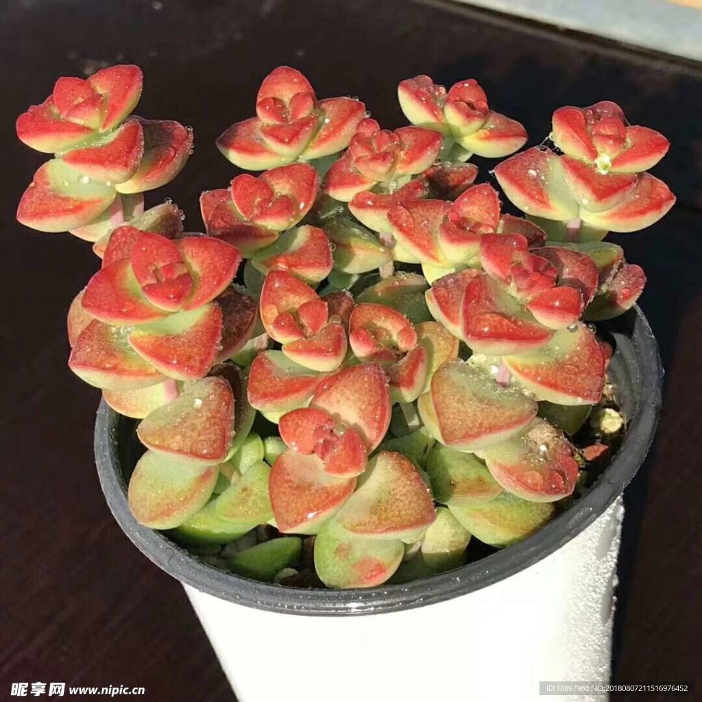 多肉植物