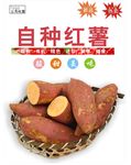红薯海报