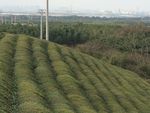 风景 沙滩 青青 阳光 湖 水