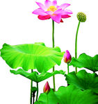 荷花