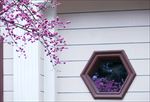 花卉