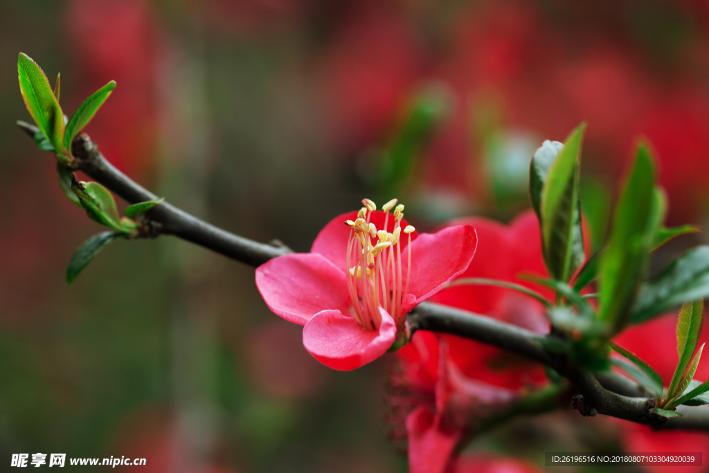 花卉