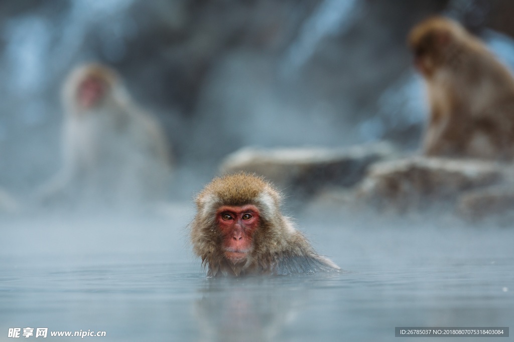 日本温泉猴子