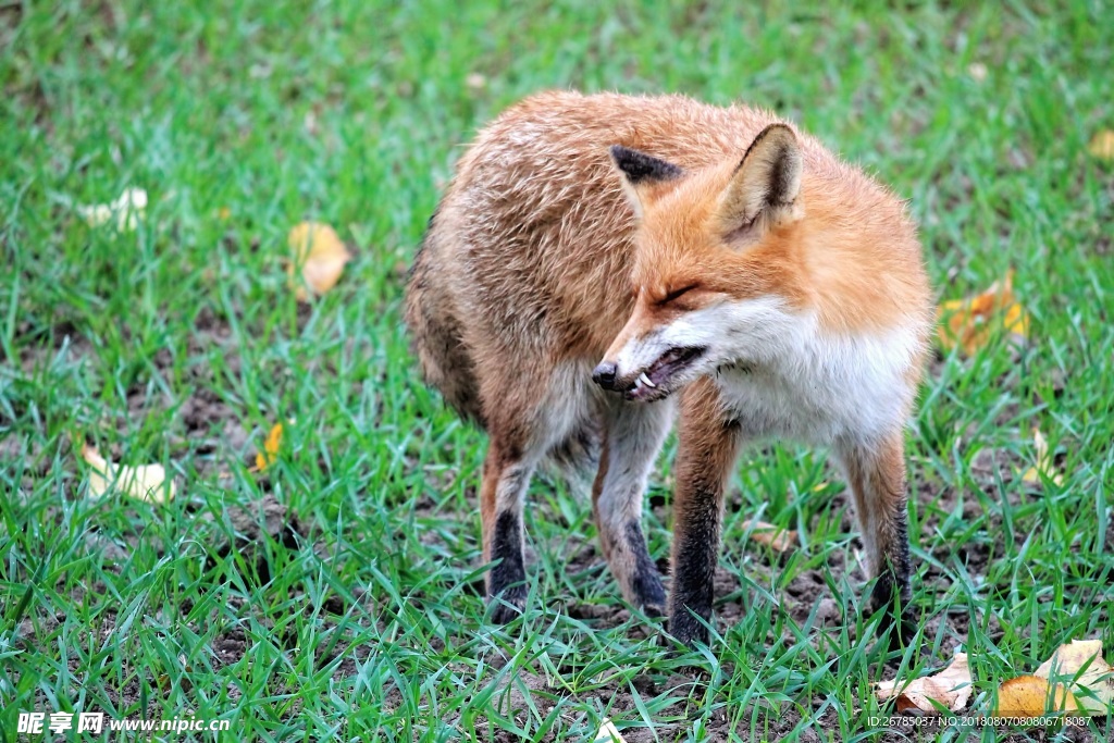 野生狐狸
