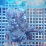 海底世界 珊瑚 珊瑚礁 海水