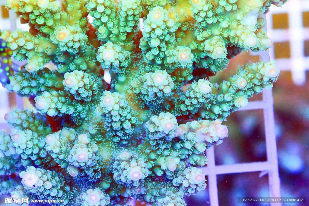 硬珊瑚 珊瑚礁 大堡礁