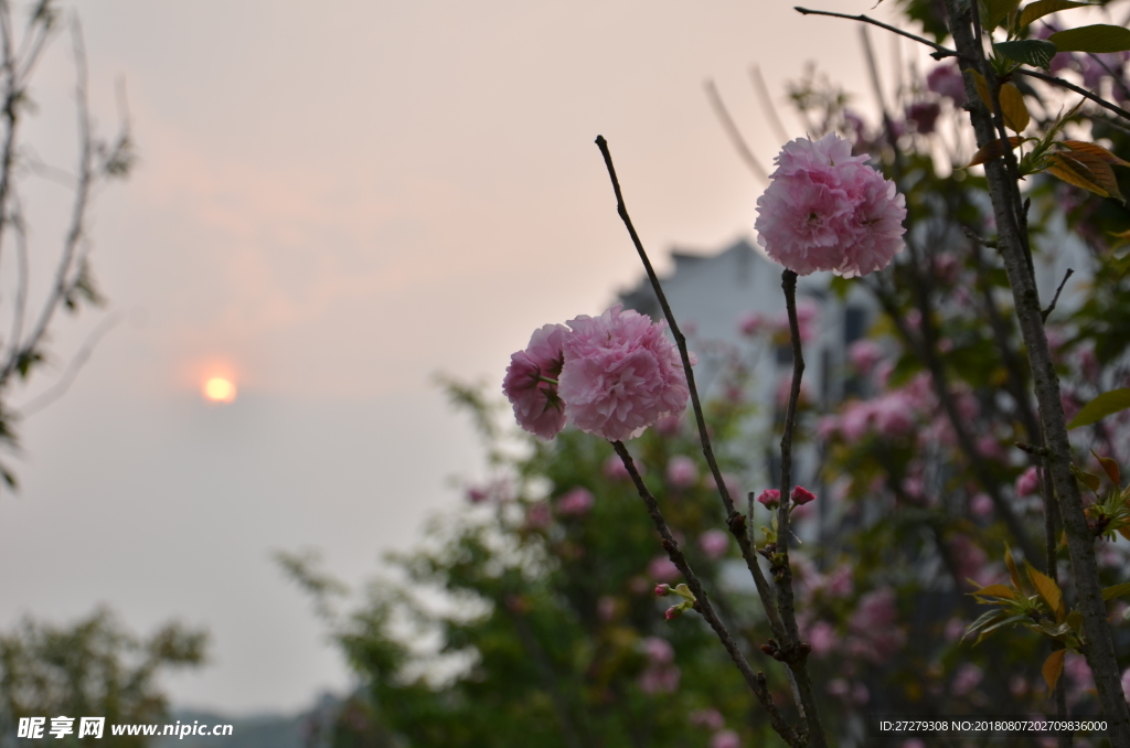 花