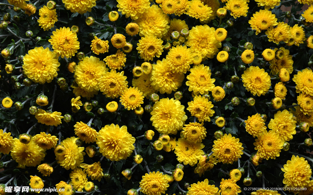 菊花