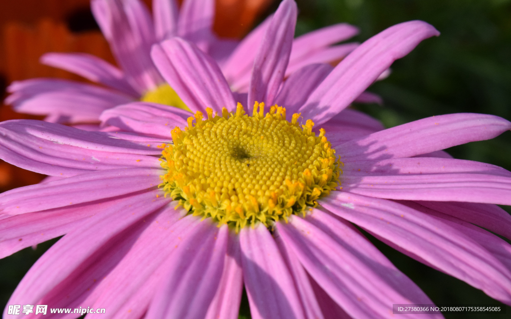 菊花