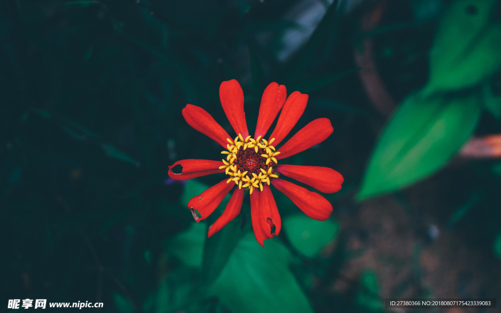 菊花