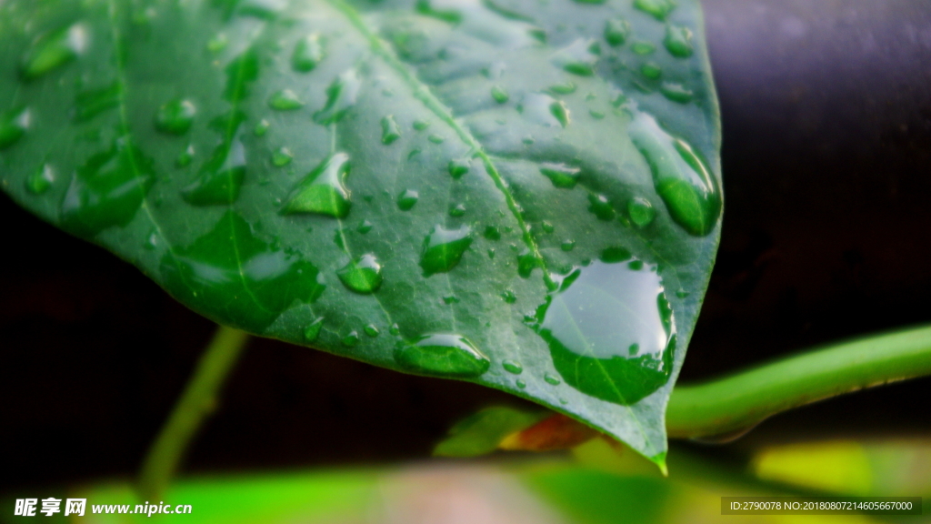 露水