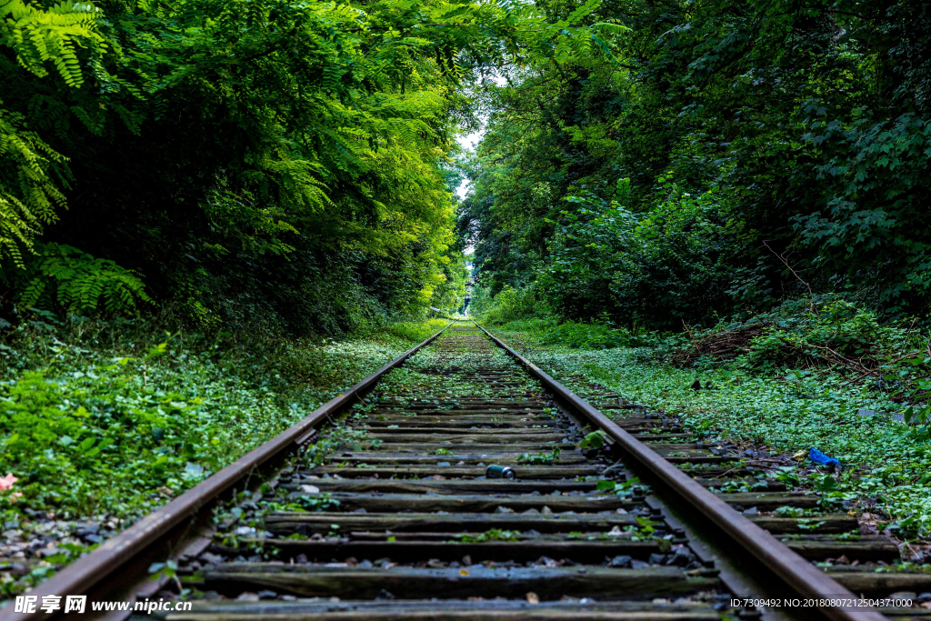从森林中穿过的铁路