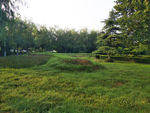 公园景色 绿树 草坪
