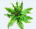 蕨类植物