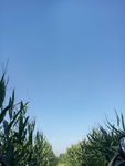风景 水果 食品 乡村 河流