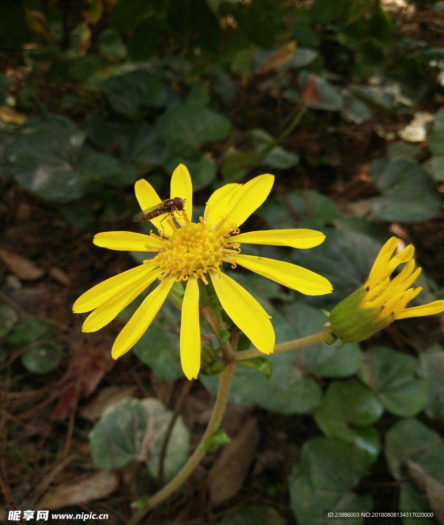 蜜蜂采花