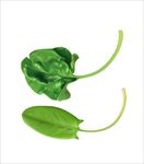 菠菜