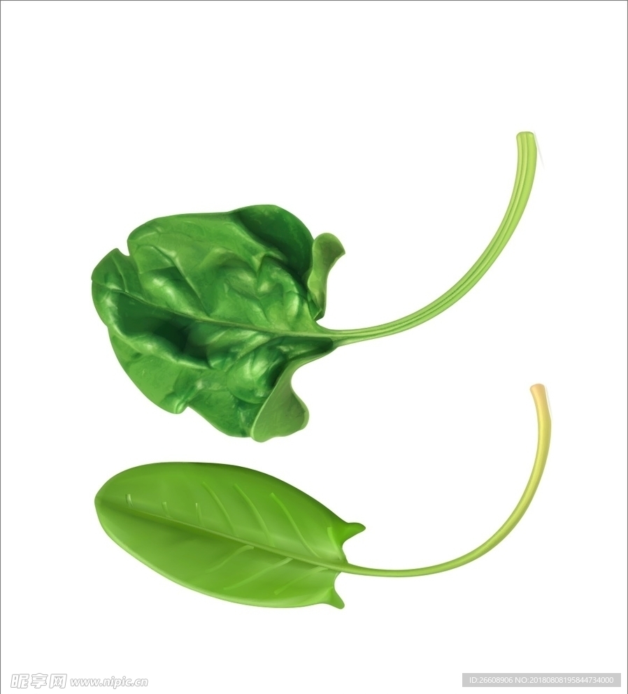 菠菜