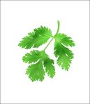 香菜叶