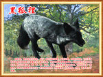 黑狐狸
