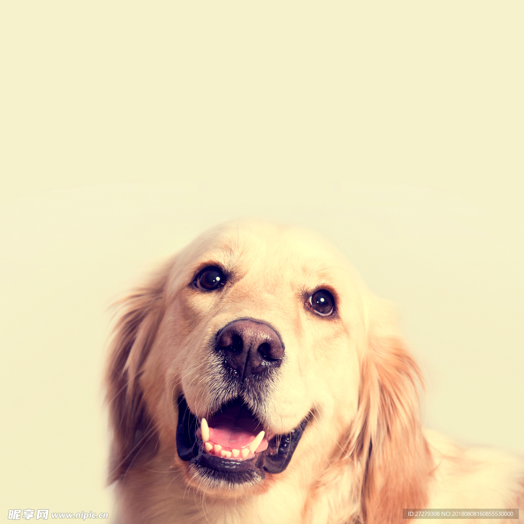 狗